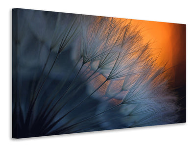 canvas-print-feathers-p