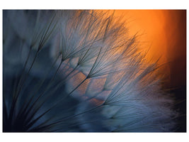 canvas-print-feathers-p
