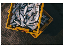 canvas-print-fish-in-boxes