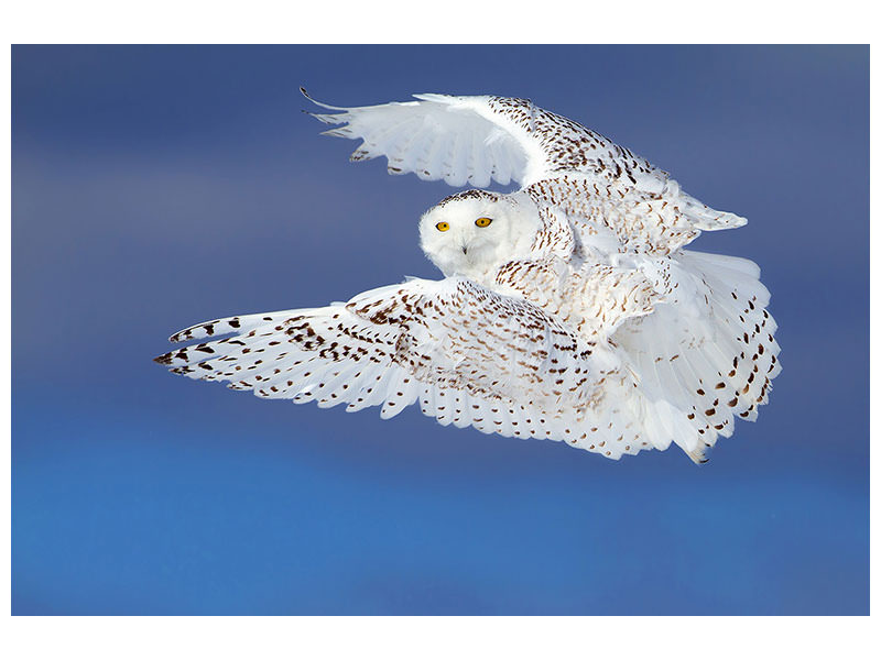 canvas-print-flight-of-the-snowy-snowy-owl
