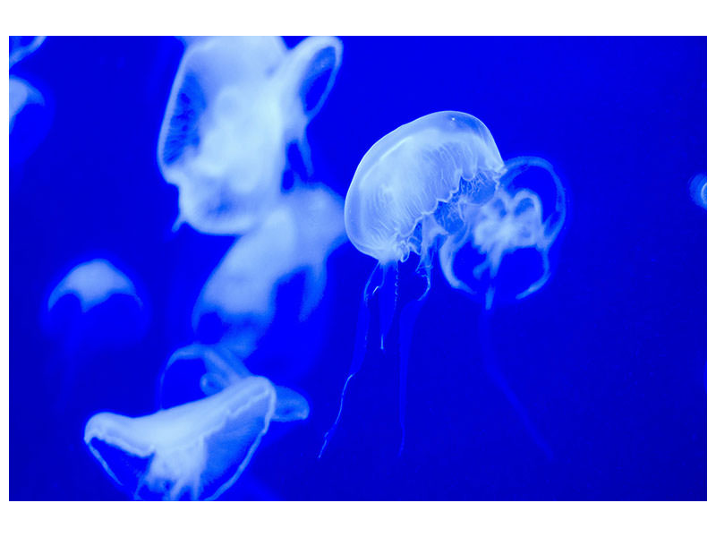 canvas-print-floating-jellyfish