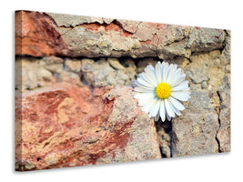 canvas-print-flower-in-the-wall