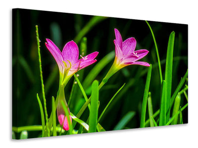 canvas-print-flowers-in-nature