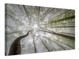 canvas-print-forest-views-x
