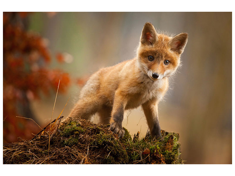 canvas-print-fox