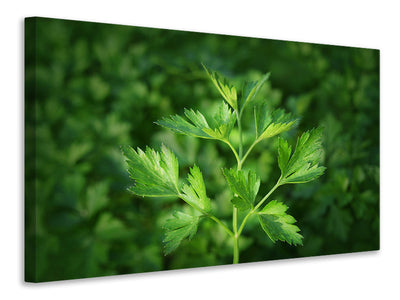 canvas-print-fresh-parsley