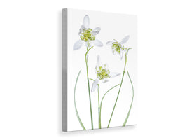 canvas-print-galanthus-flore-pleno