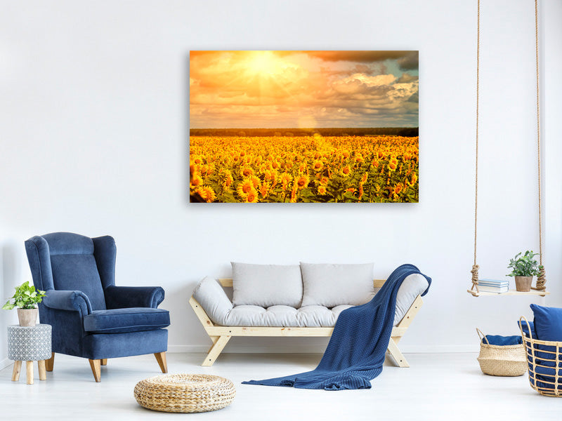 canvas-print-golden-light-sunflower