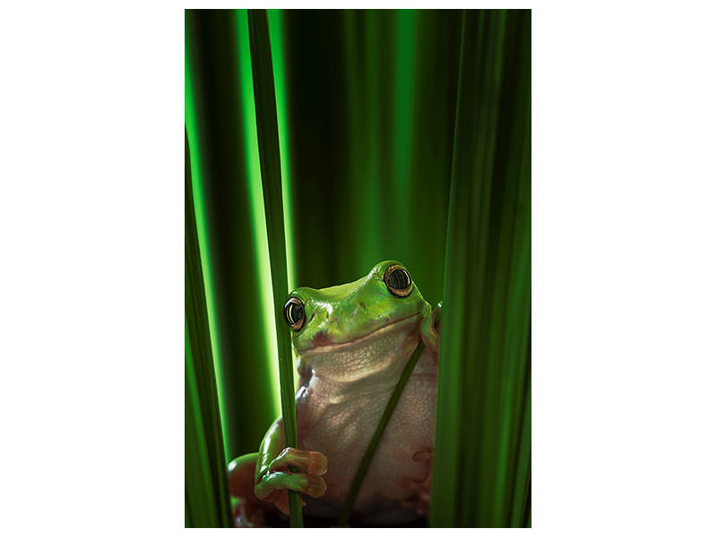 canvas-print-green-frog