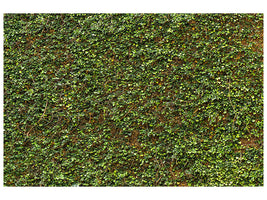 canvas-print-green-ivy-leaves-wall