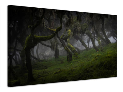 canvas-print-harenna-forest-x