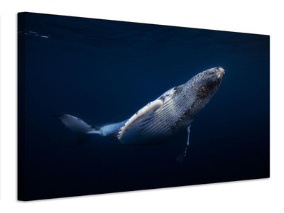 canvas-print-humpback-whale-xbl