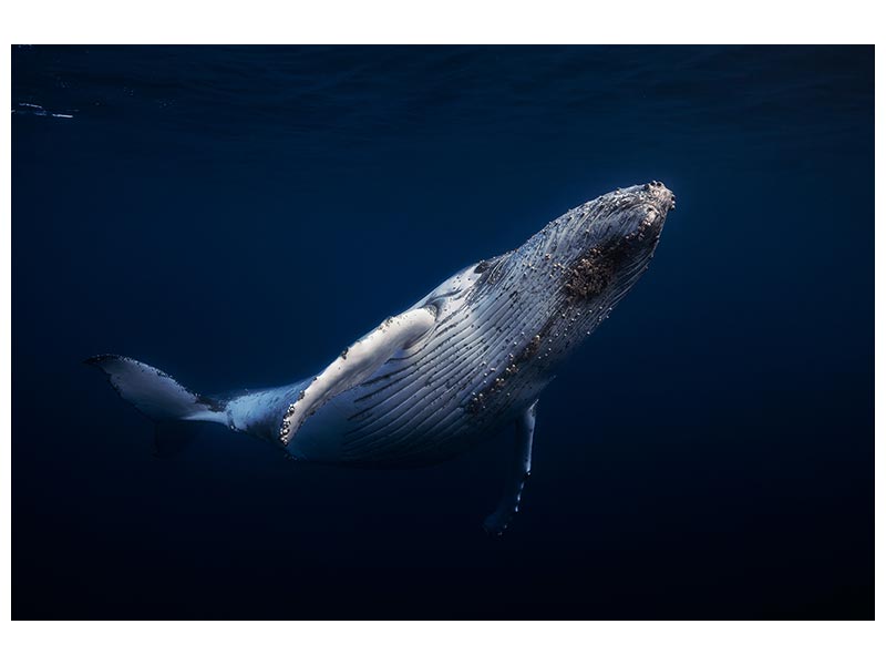 canvas-print-humpback-whale-xbl