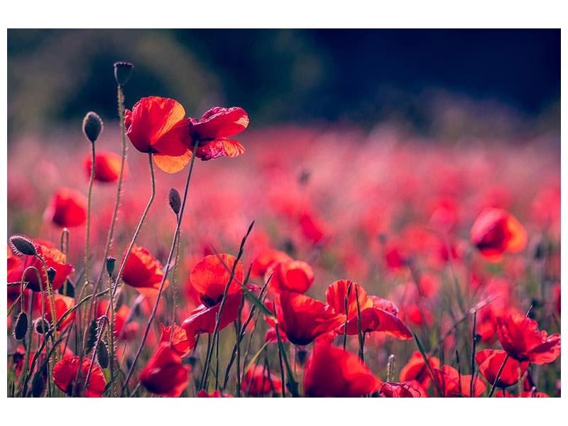 canvas-print-in-the-poppy-field