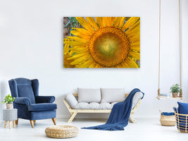 canvas-print-inflorescence-of-a-sunflower