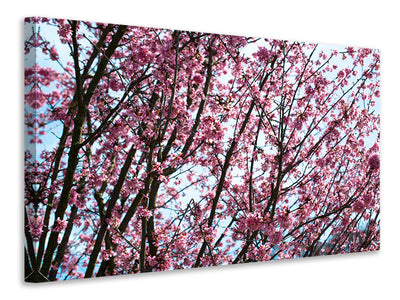 canvas-print-japanese-cherry-blossom