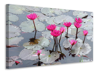 canvas-print-jump-in-the-lily-pond