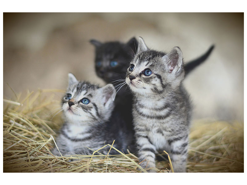 canvas-print-kitten-trio