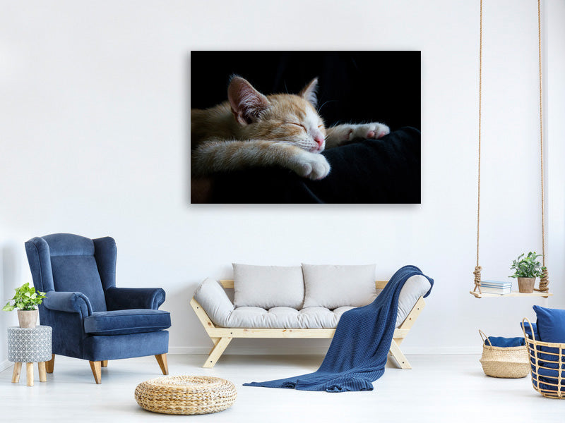 canvas-print-lazy-cat