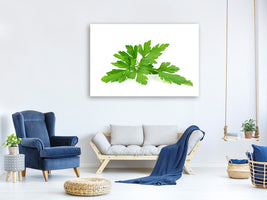 canvas-print-leaves-of-parsley