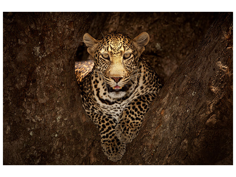 canvas-print-leopard-resting-on-a-tree-at-masai-mara