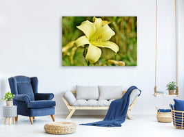 canvas-print-lilies-blossom-in-yellow