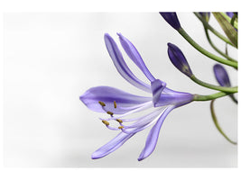 canvas-print-lily-flower-in-purple