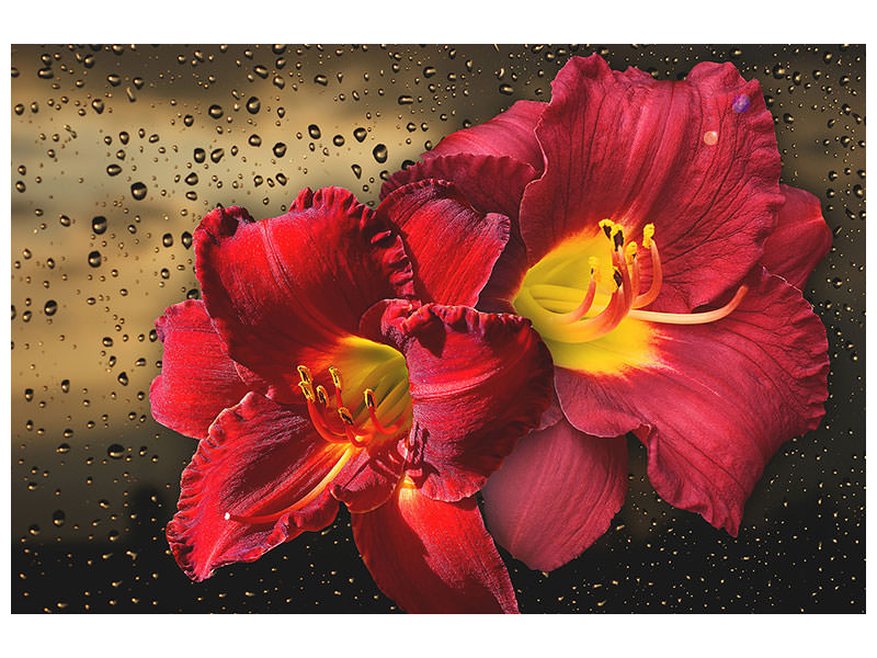 canvas-print-lily-flowers-with-water-drops
