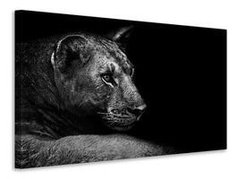 canvas-print-lion