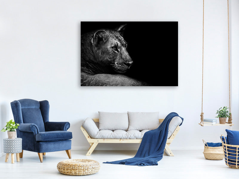 canvas-print-lion