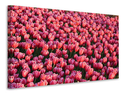 canvas-print-lush-tulip-field