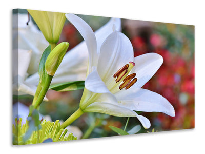 canvas-print-magnificent-lily-in-white