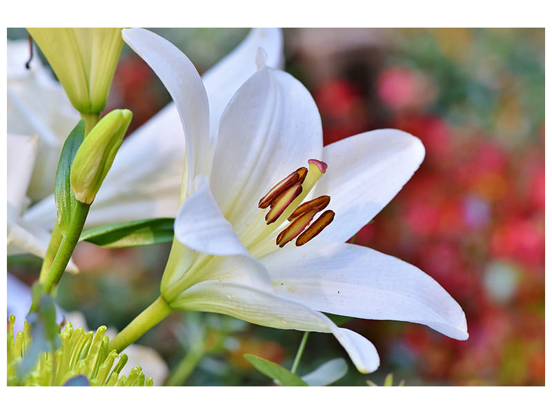 canvas-print-magnificent-lily-in-white