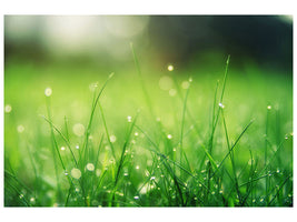 canvas-print-meadow-with-morning-dew