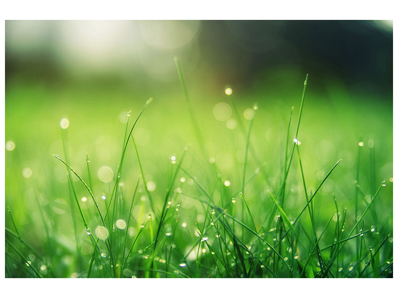 canvas-print-meadow-with-morning-dew