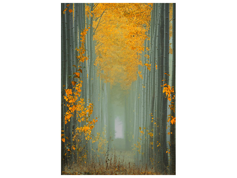 canvas-print-misty-autumn-path