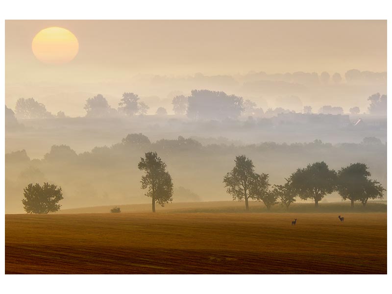 canvas-print-morning-view-x