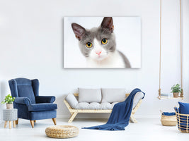 canvas-print-noble-cat