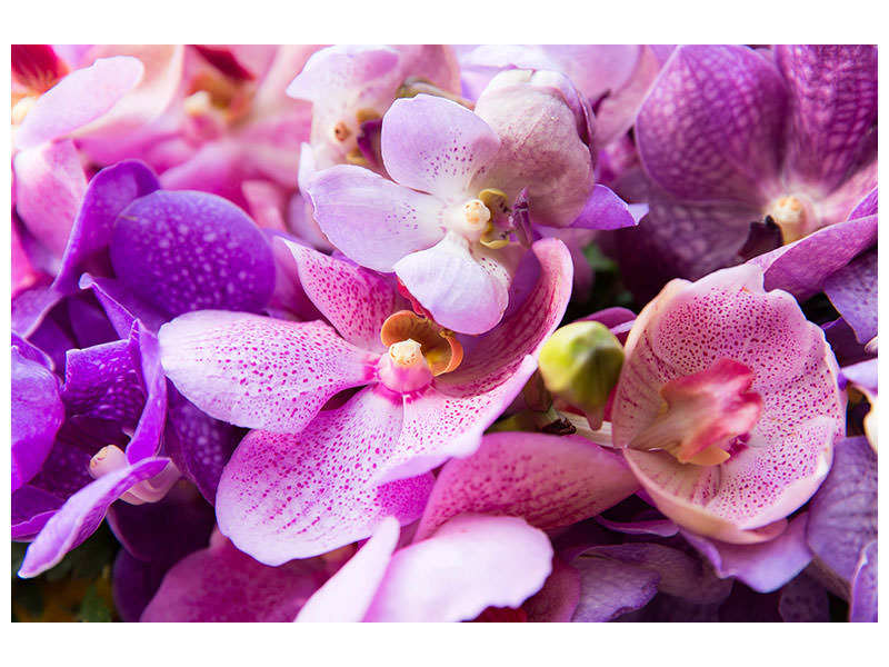 canvas-print-orchid-paradise