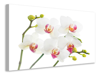 canvas-print-orchids-love