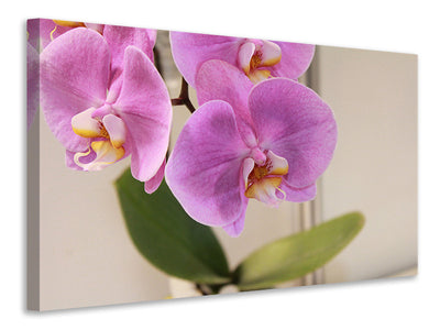 canvas-print-orchids-with-purple-flowers-in-xl