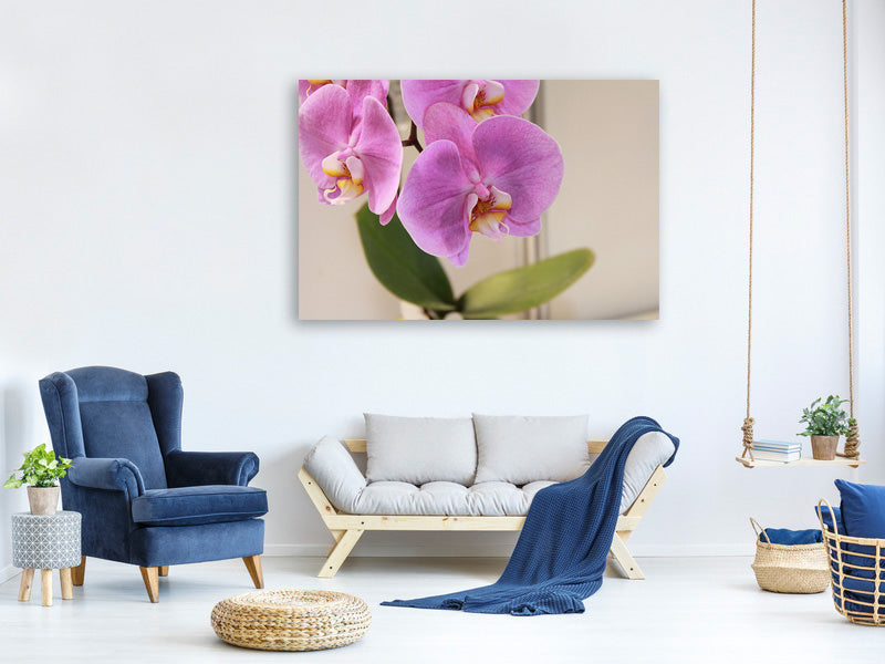 canvas-print-orchids-with-purple-flowers-in-xl
