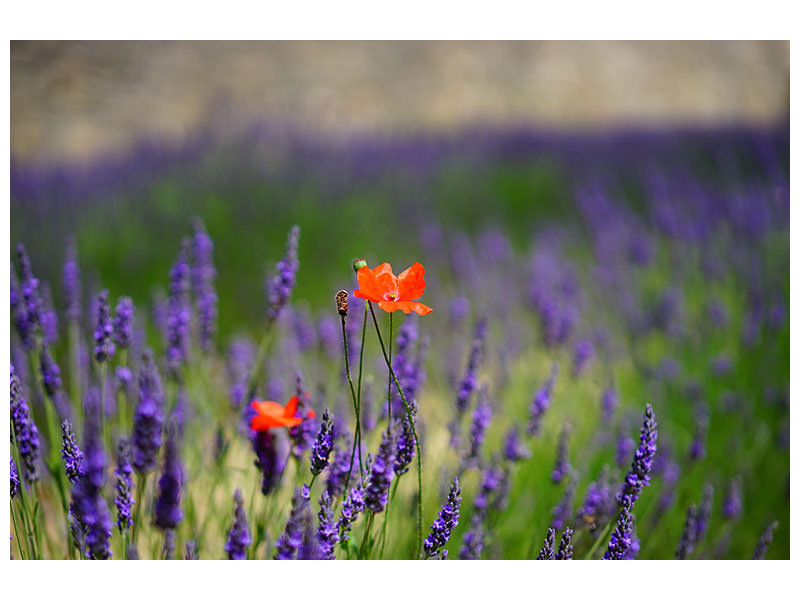 canvas-print-poppy-in-the-lavender