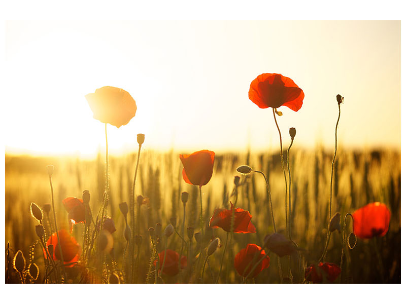 canvas-print-poppy-in-the-sunset