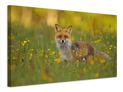 canvas-print-red-fox-xkh