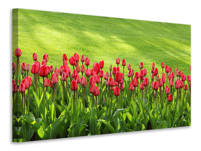 canvas-print-red-tulip-field-in-the-sunlight