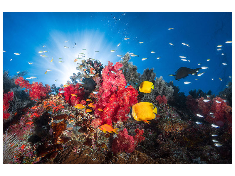 canvas-print-reef-life