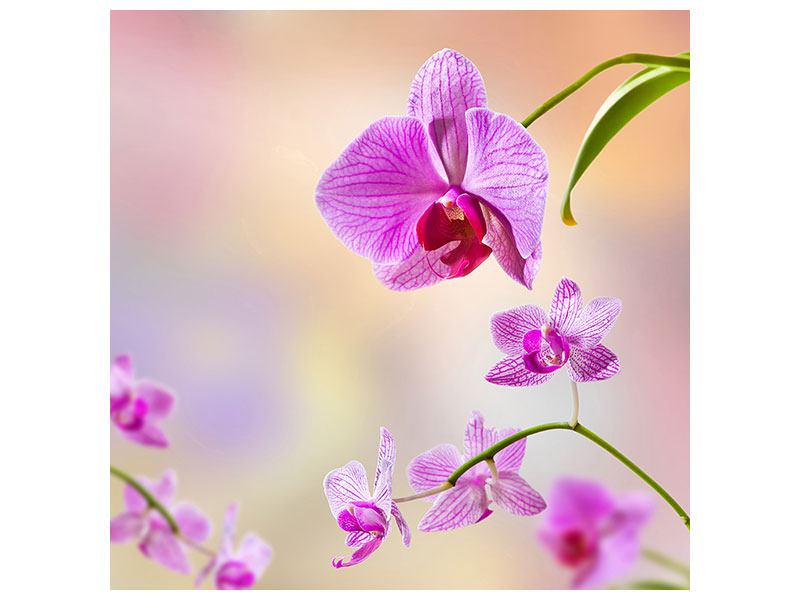 canvas-print-romantic-orchids