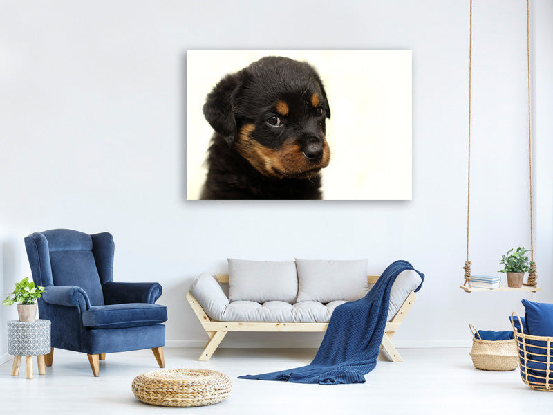 canvas-print-rottweiler-puppy-to-fall-in-love
