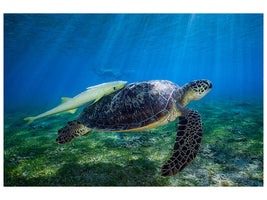 canvas-print-sea-turtle